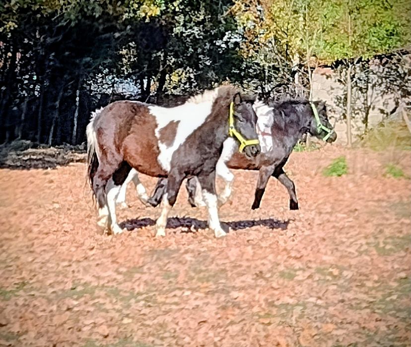 Srokaty kucyk 2 letni