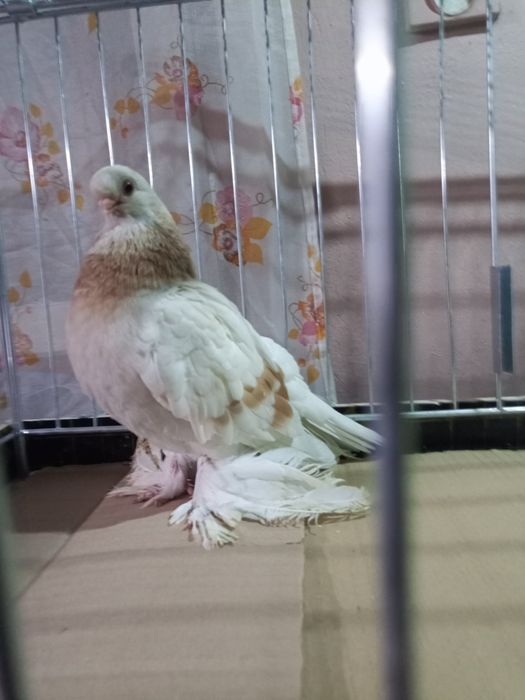 Blauwinder samczyk 25 rok