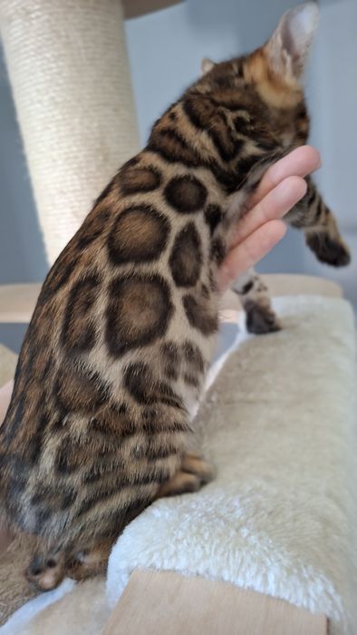 Kot bengalski z rodowodem