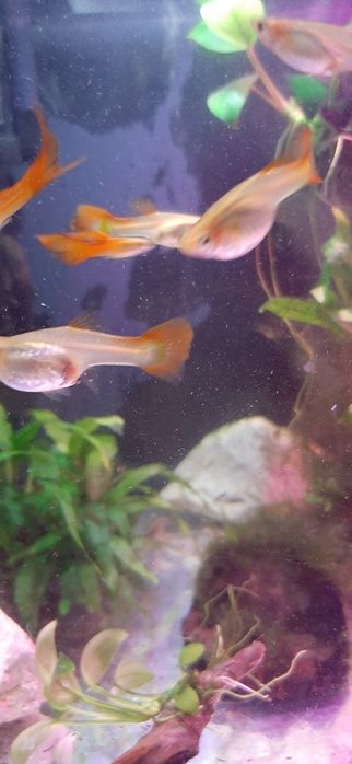 Gupiki rybki do akwarium