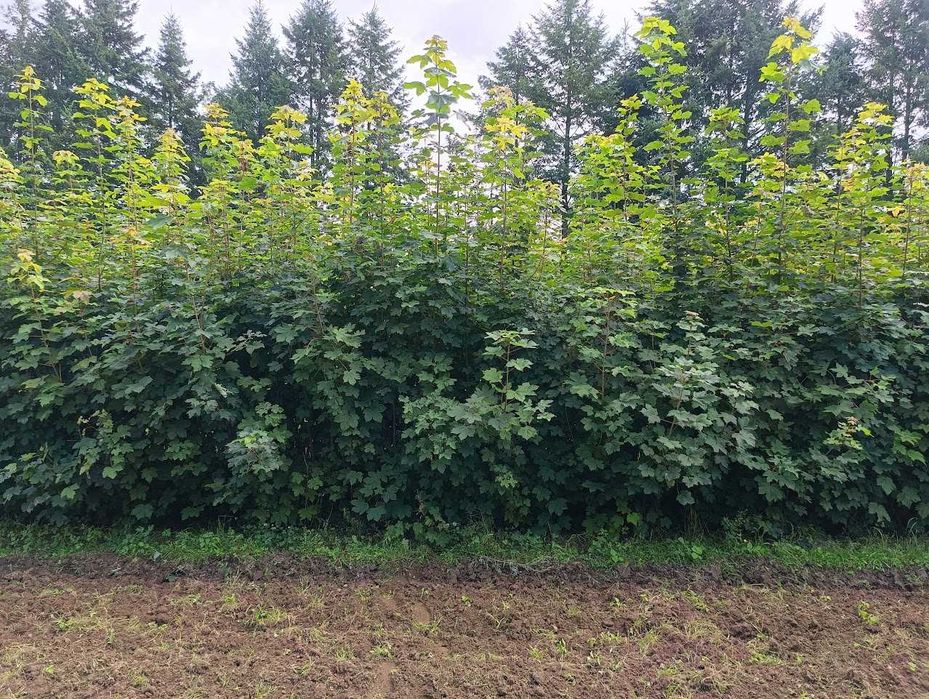 Klon jawor 2,5 m - 3 m Sadzonki