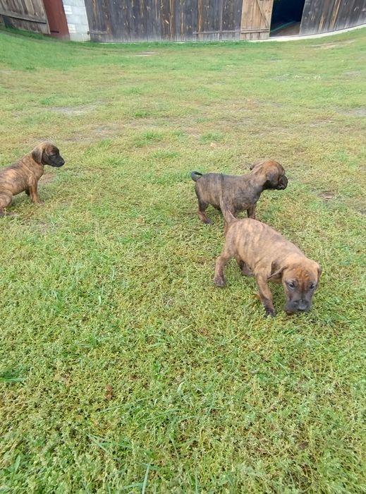 Oddam psy catahoula leopard dog