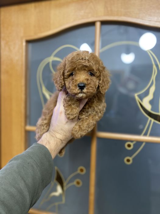 Гарна дівчинка мальтіпу