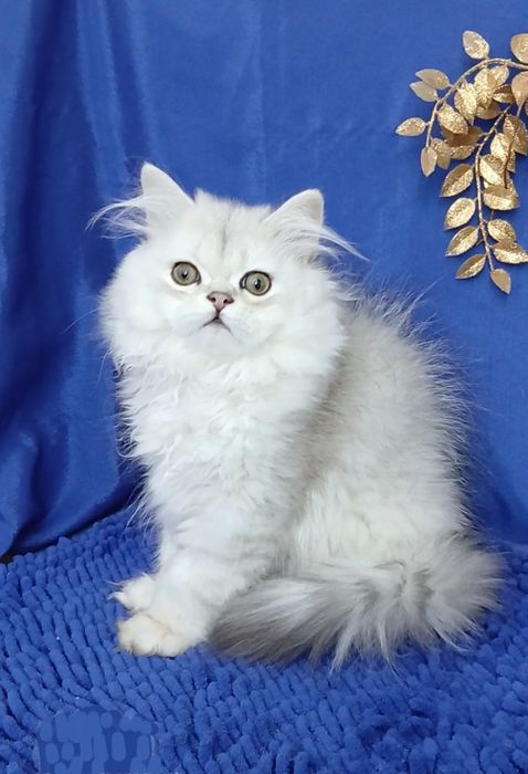 Серебристая шиншилла мальчик длинношерстный британский
