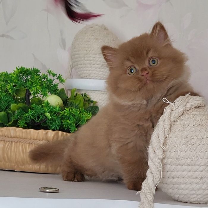 Циннамоновый мальчик