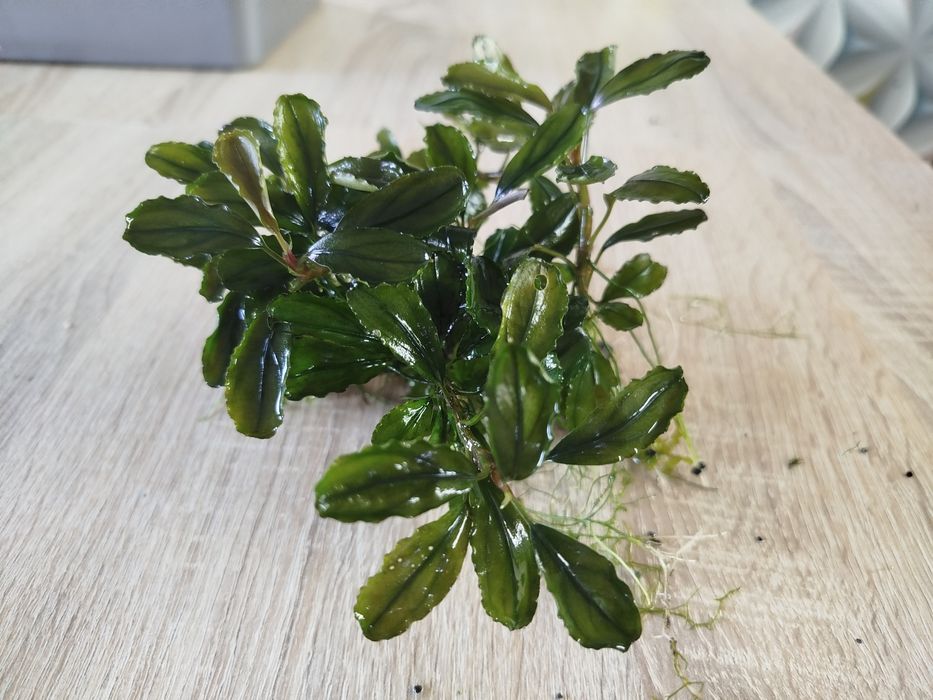 Bucephalandra red gaia, roślina do akwarium