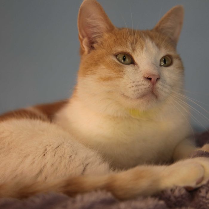 Киця в пошуку родини