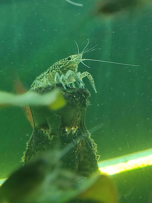 Аквариумные мраморные раки