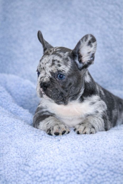 Чарівна дівчинка французького бульдога