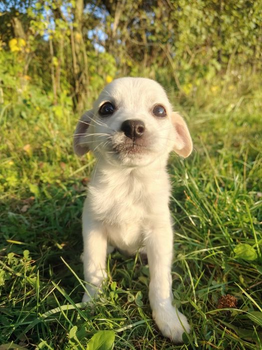 Na Wschodzie nie czeka mnie nic... Oprócz budy