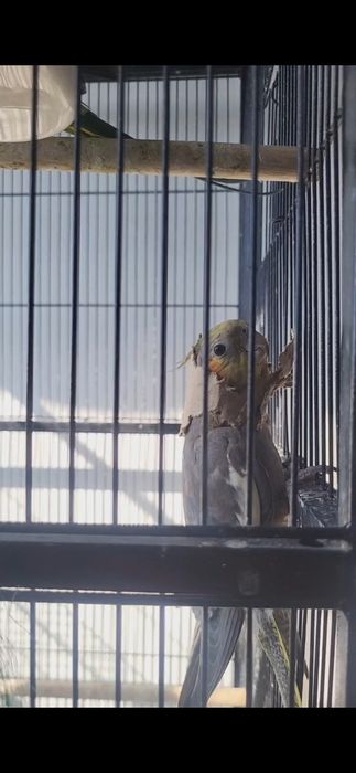 Caturra criada a mão