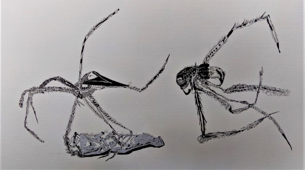 Desenho Tinta China Insecto Roger Uttama 3