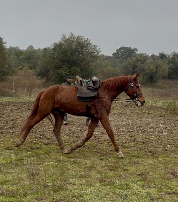 Égua lazã 5 anos 157/58 cm ao garrote com sangue árabe