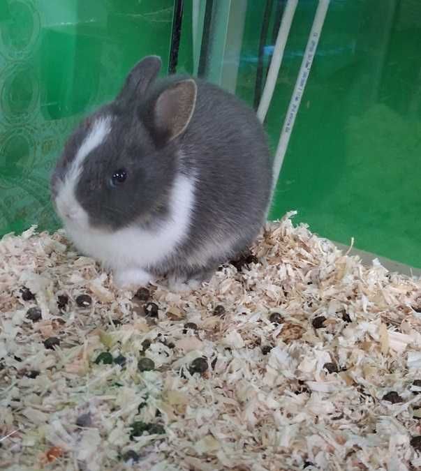 królik miniaturka w sklep zoologiczny Pawik.pl Strzyżów