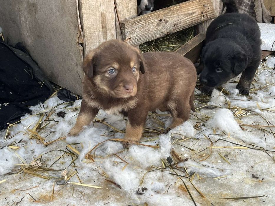 Щенки и котята в добрые руки