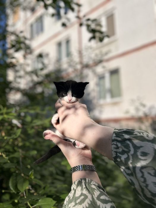 Котенок мальчик бесплатно