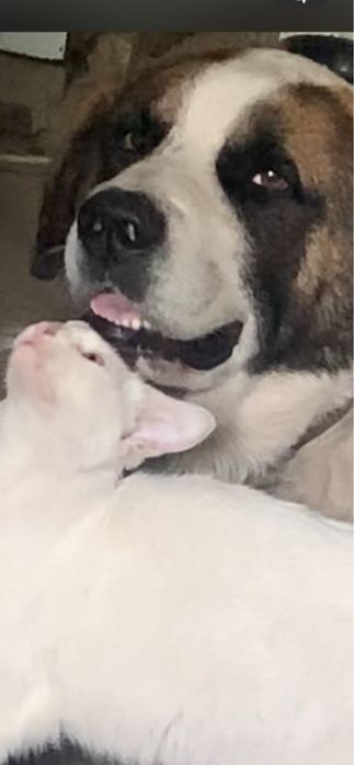 Приму в дар любые крупы для крупной собаки !