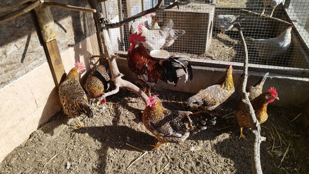 Jaja legowe - włoch porcelanowy, lawendowy, srebrny, marans, araukan