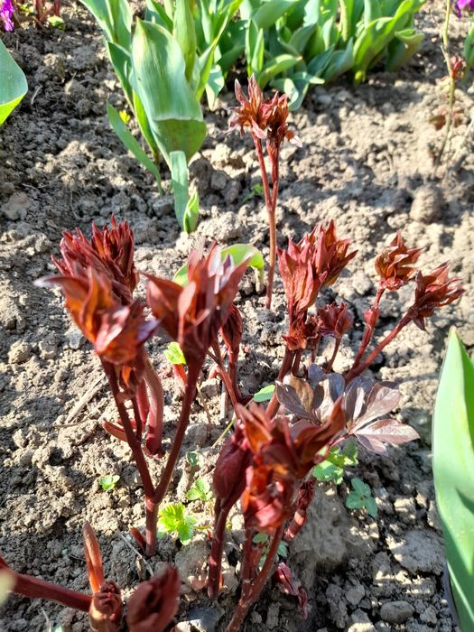 Піони трав'янисті