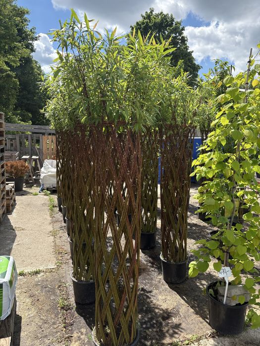 Wierzba pleciona 180-200cm.   -10% przy 5 szt