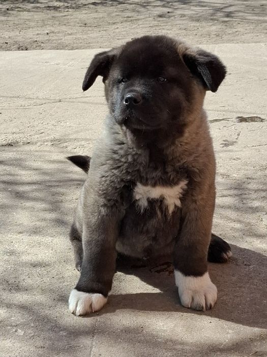 Крупные чистокровные щенки.