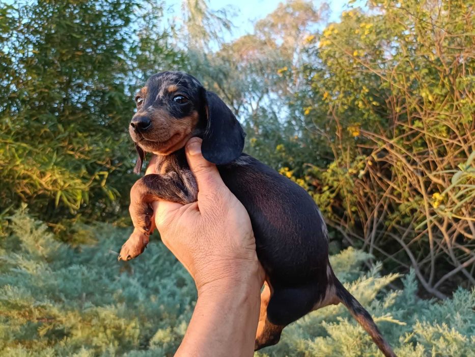 Teckel machinho mini Arlequim preto
