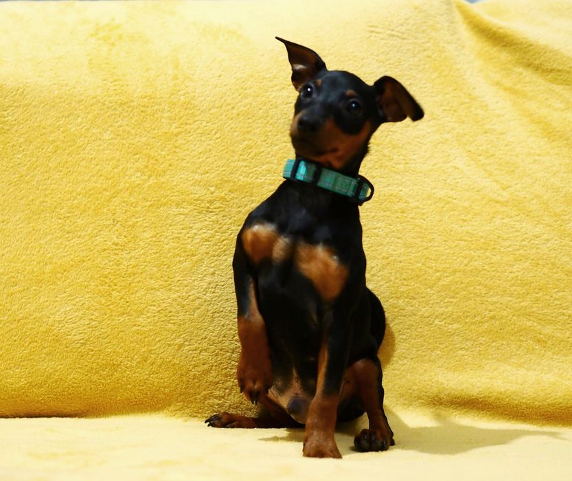 _ Piesek _Pinczer miniaturowy ZKwP FCI _ _  wyprawka  _ przebadane