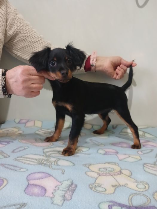 Цена снижена 2 девочкт