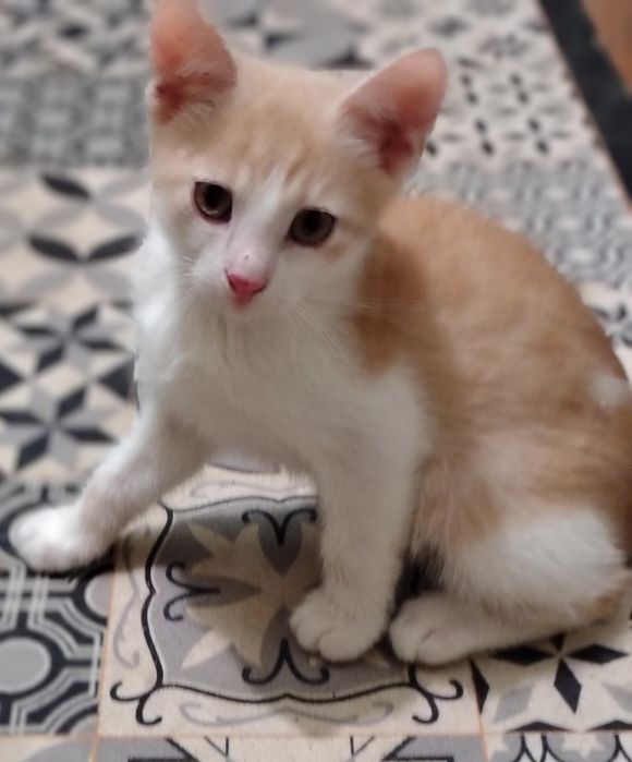 Кошенята шукають дім