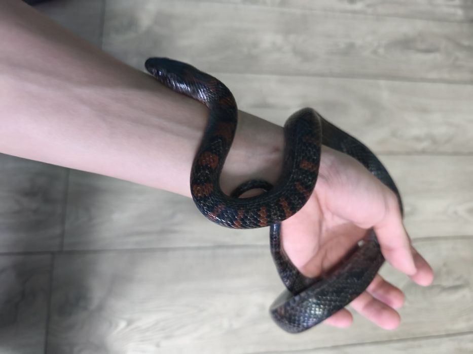 Samica lampropeltis mexicana