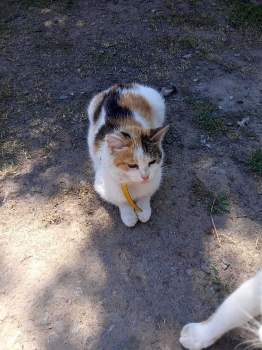Коти