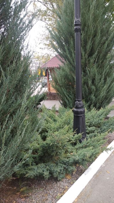 Ялівець Blue carpet