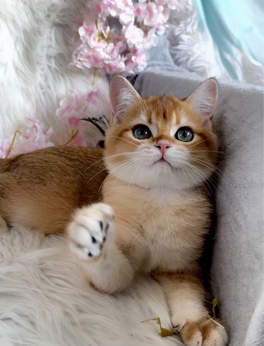 Золота шиншилла, шикарний малиш