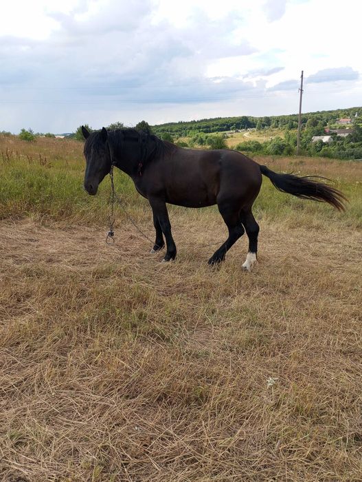 Продам коня Першерон