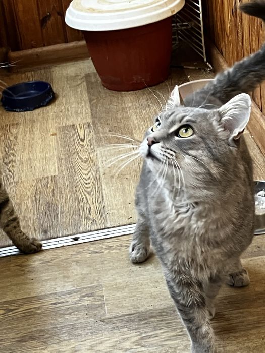 Попелястий Матвій