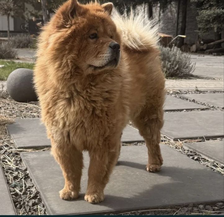 Chow Chow proszę przeczytać opis!