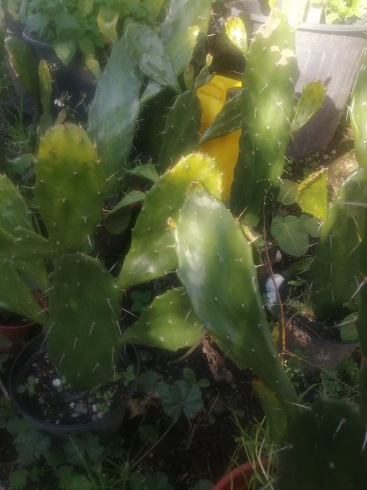 Várias plantas figueira da Índia..