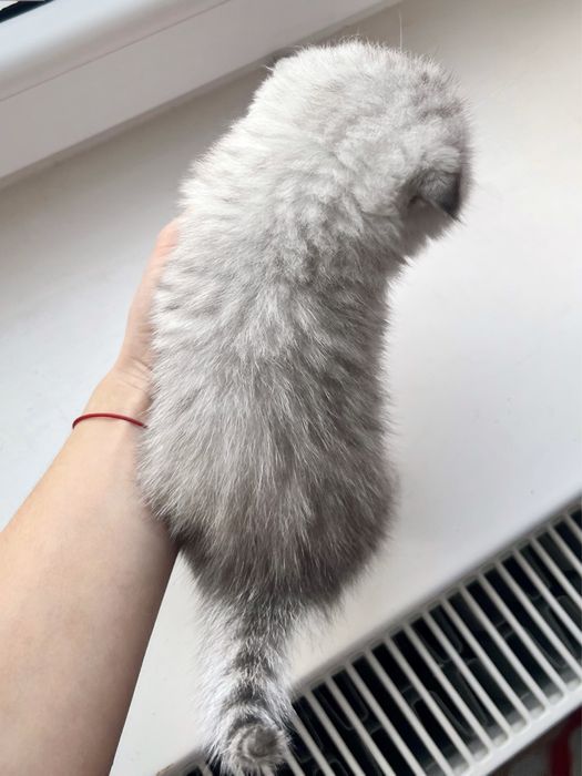 Срібна висловуха шиншила, шотландські кошенята, котики