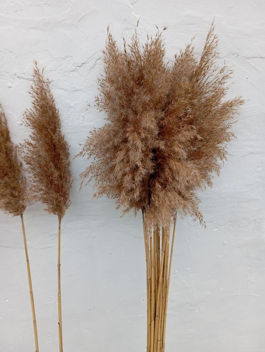 Пампасна трава, очерет, сухоцвіти, комиш