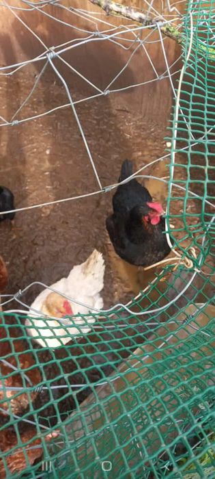 Vendo 9 galinhas poedeiras e um casal de coelho anões