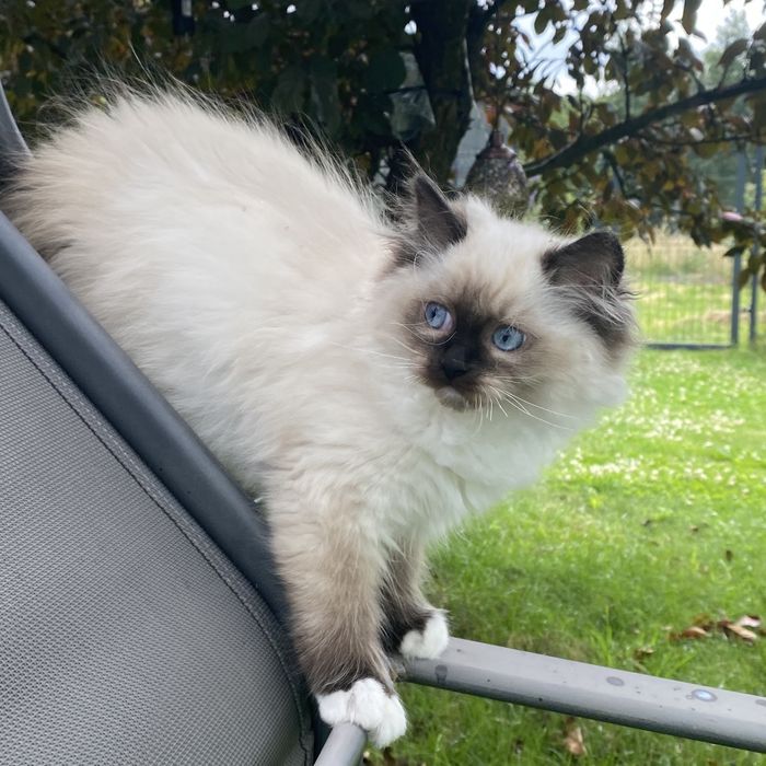 Kotka ragdoll gotowa do opuszczenia hodowli