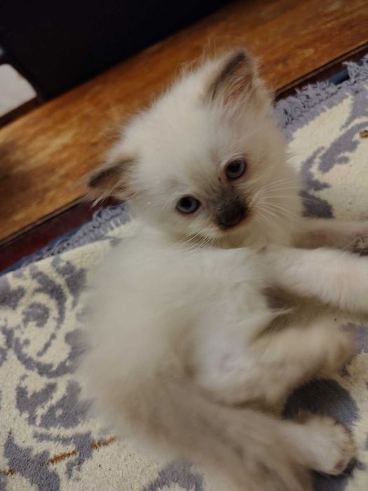 Невский маскарадный котёнок