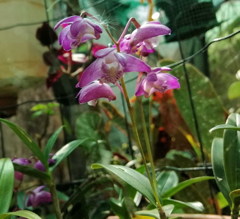 Dendrobium kingianum