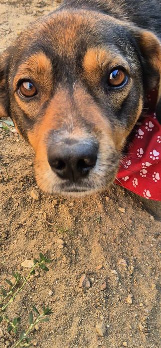 Piesek około 3 lata