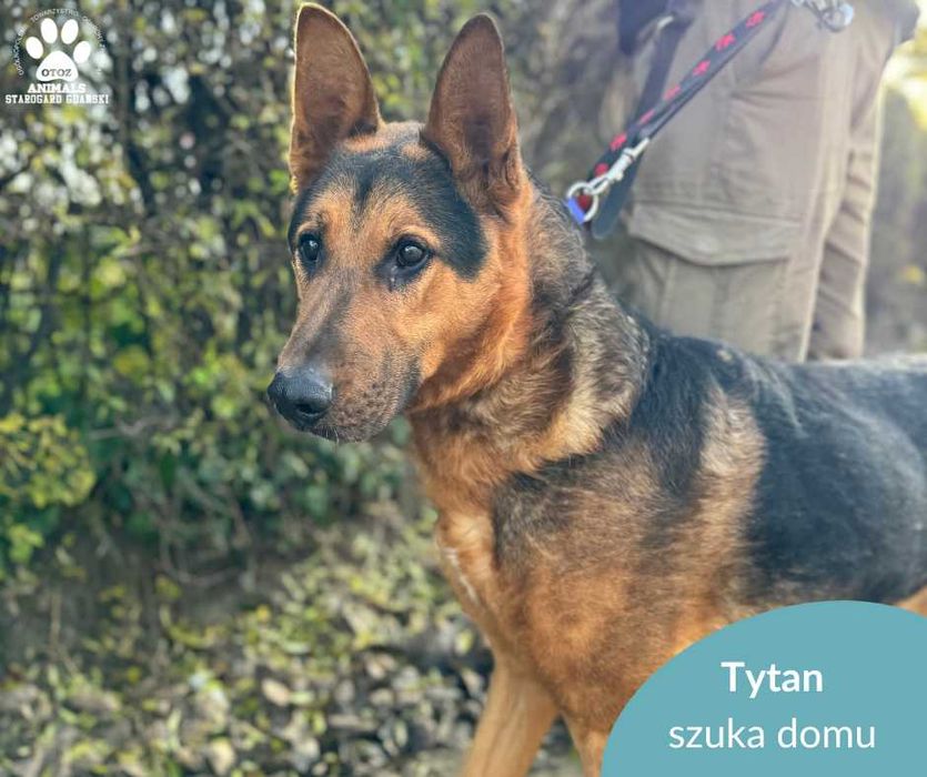 Duży, temperamentny psiak Tytan szuka domu