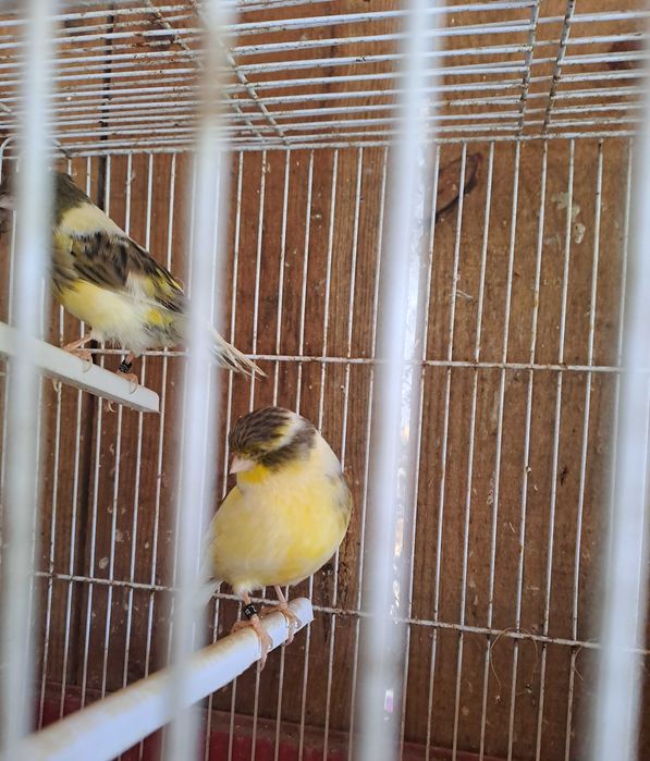 Canarios Glosters