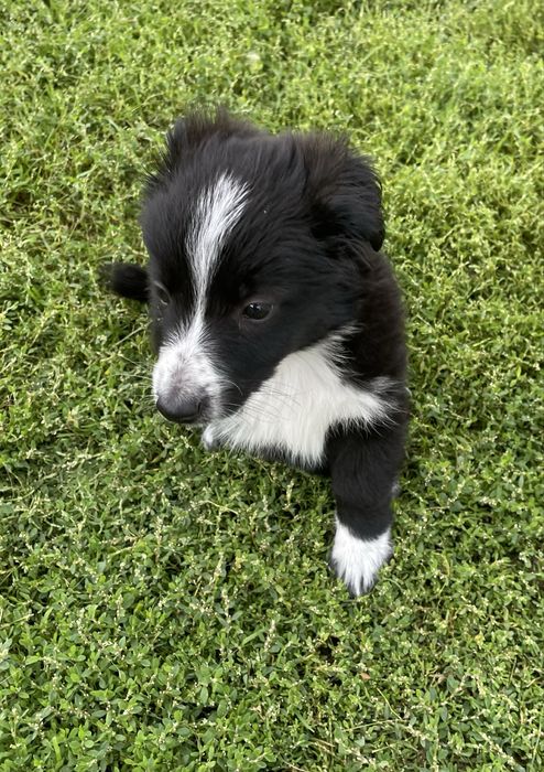 Szczeniak do adopcji 3 mie