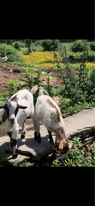 Cabrito micro anão