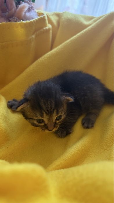 Котики в добрі руки