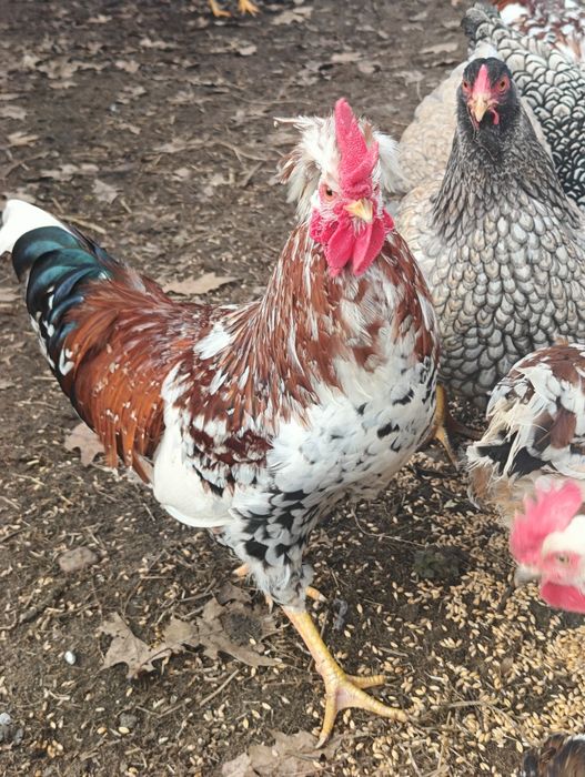 Koguty czubatki staropolskiej